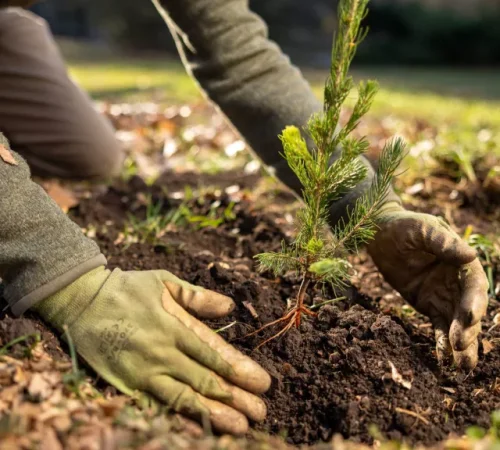 planting-your-tree.jpg